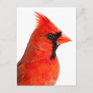 Cardinal Postcard
