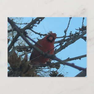 Cardinal postcard