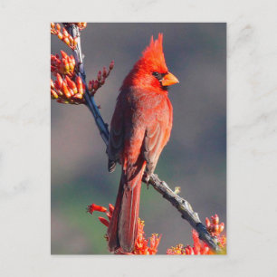 Cardinal Postcard