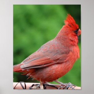 Cardinal poster