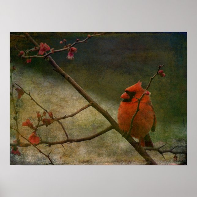 Cardinal Poster (Front)