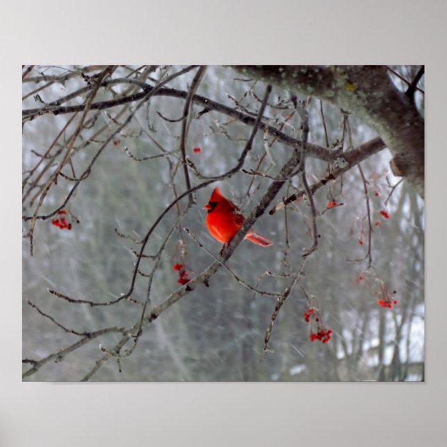 Cardinal Poster (Front)