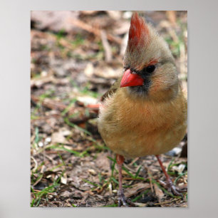 Cardinal poster