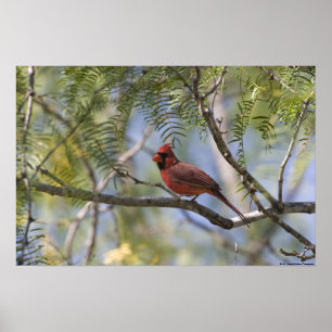 Cardinal Print