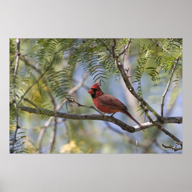 Cardinal Print (Front)