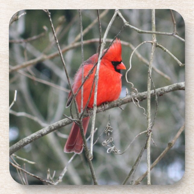 Cardinal Profile Coaster (Front)