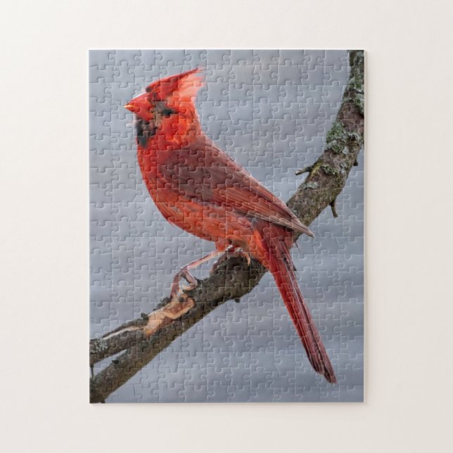 Cardinal - Red Bird - 11x14 - 252 pc Jigsaw Puzzle (Vertical)