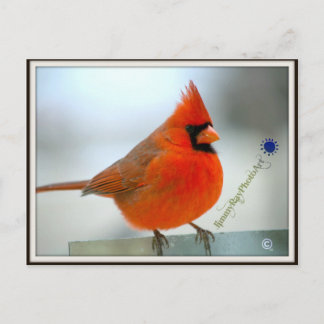 Cardinal Red Bird Postcard
