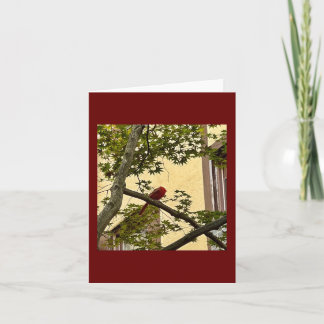 cardinal red card