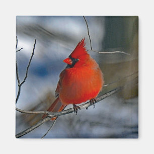 Cardinal Red Winter Photo Magnet
