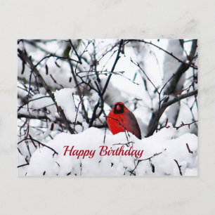 Cardinal Redbird Snow Photo Birthday Postcard
