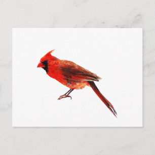Cardinal(s) Postcard