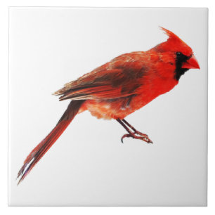 Cardinal(s) Tile