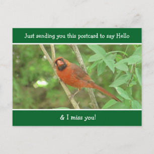 Cardinal saying Hello and Miss You Postcard