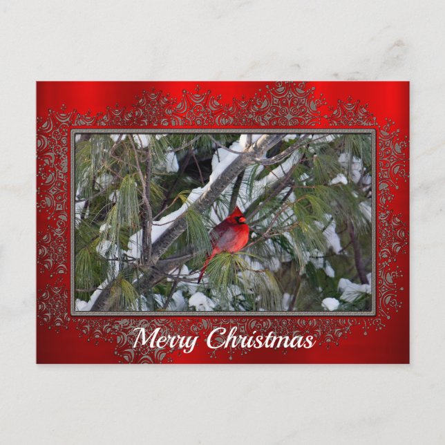 Cardinal Snow Pine Tree Photo Christmas Postcard (Front)