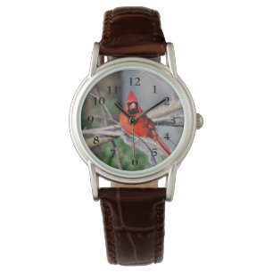 Cardinal Spring Watch