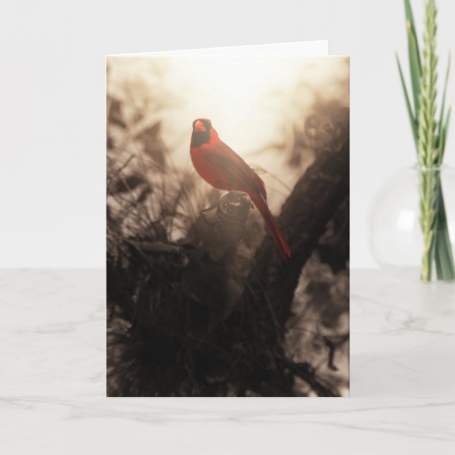 Cardinal Sympathy Card (Front)