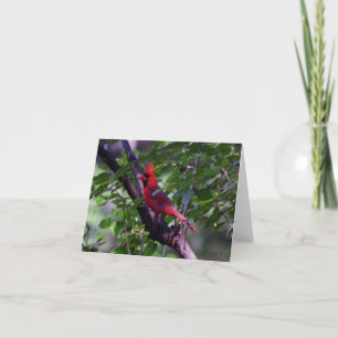 Cardinal  thank you card