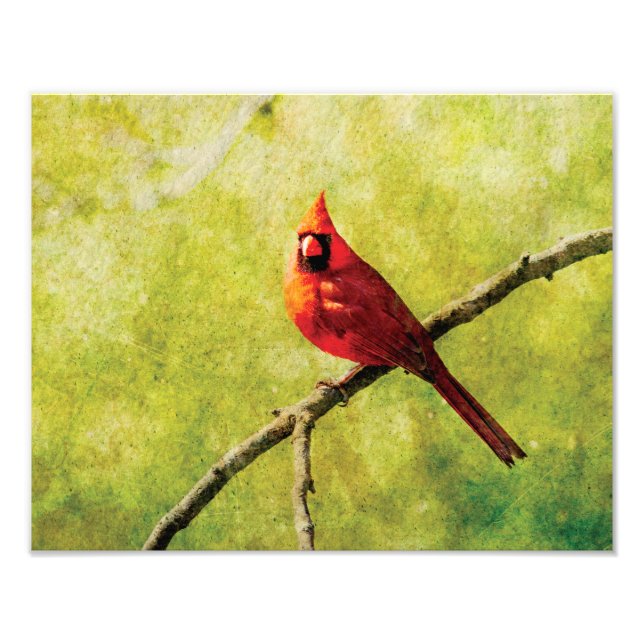 Cardinal Wall Art Print 14x11 (Front)