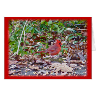 Cardinal Wild Songbird Series