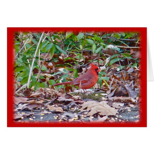 Cardinal Wild Songbird Series (Front Horizontal)