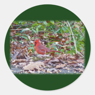 Cardinal Wild Songbird Series Classic Round Sticker