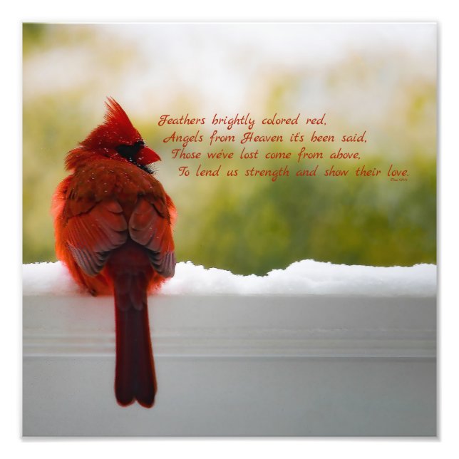 Cardinal with Visitor From Heaven poem 12x12 Photo Print (Front)