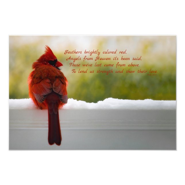Cardinal with Visitor From Heaven poem 19x13 Photo Print (Front)