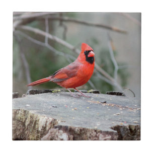 Cardinal Woodland Ceramic Tile