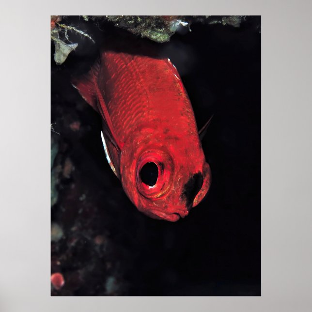 Cardinalfish Portrait Poster (Front)
