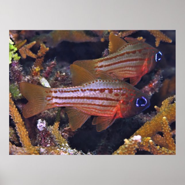 Cardinalfish Poster (Front)