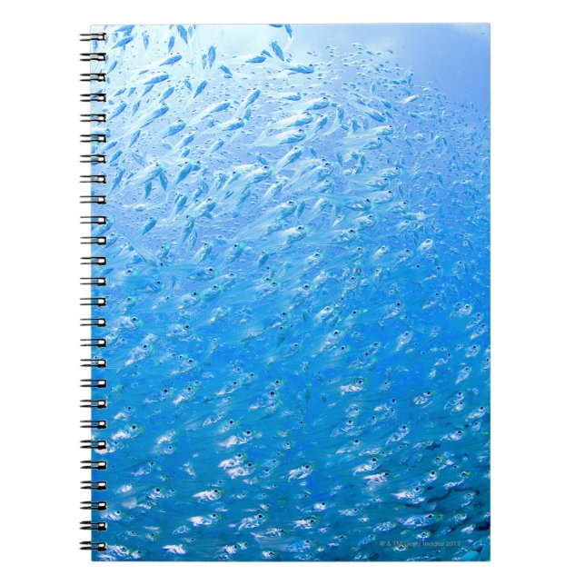 Cardinalfishes swimming underwater notebook (Front)