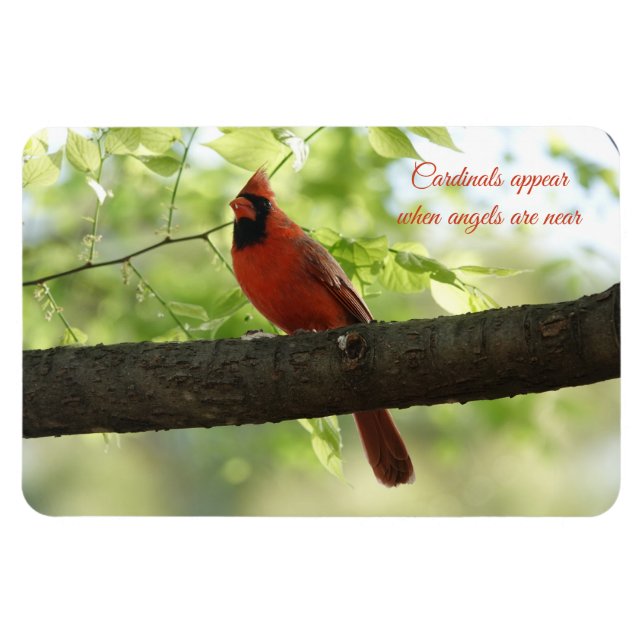 Cardinals appear when angels are near! magnet (Horizontal)