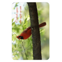 Cardinals appear when angels are near!