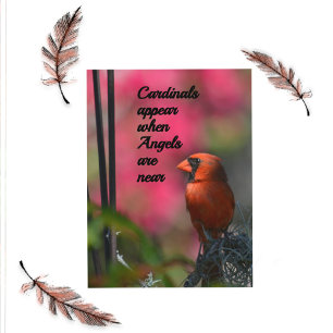Cardinals Appear When Angels are Near Postcard