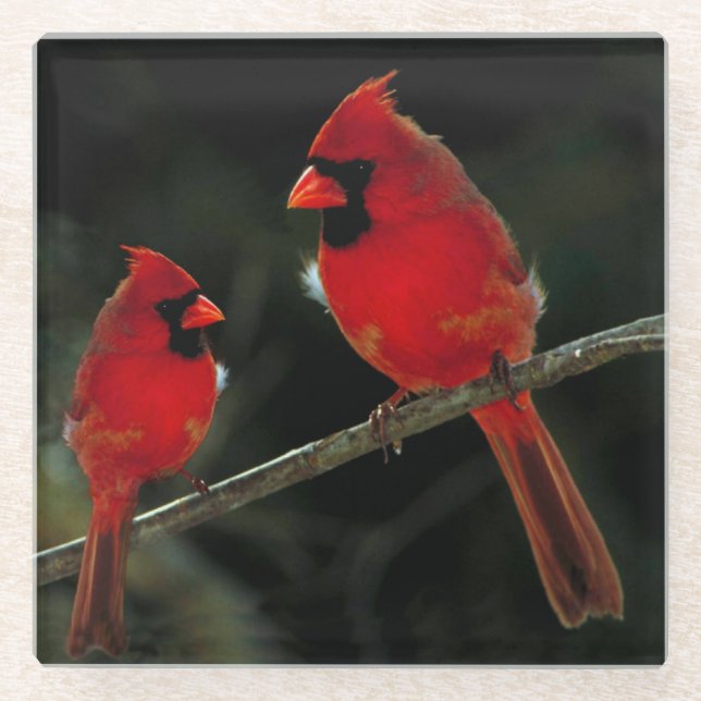 CARDINALS GLASS COASTER (Front)