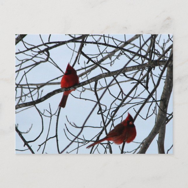 Cardinals in a Tree Postcard (Front)