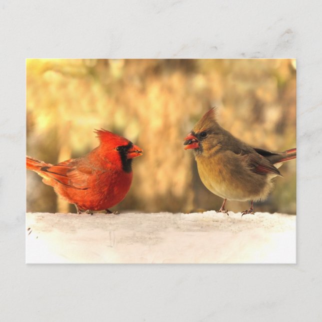 Cardinals in Autumn Postcard (Front)