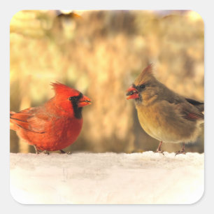 Cardinals in Autumn Square Sticker