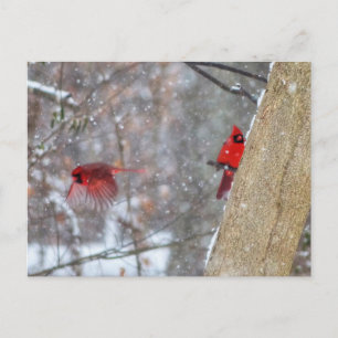 Cardinals in the Snow Postcard