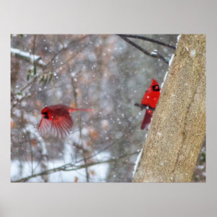 Cardinals in the Snow Poster