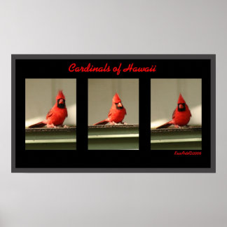 Cardinals Of Hawaii Poster