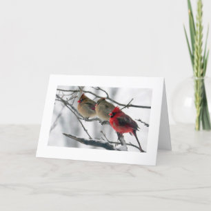 CARDINALS ON A LIMB *GET WELL* WISH CARD