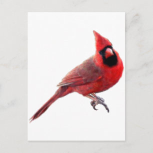 Cardinals Postcard