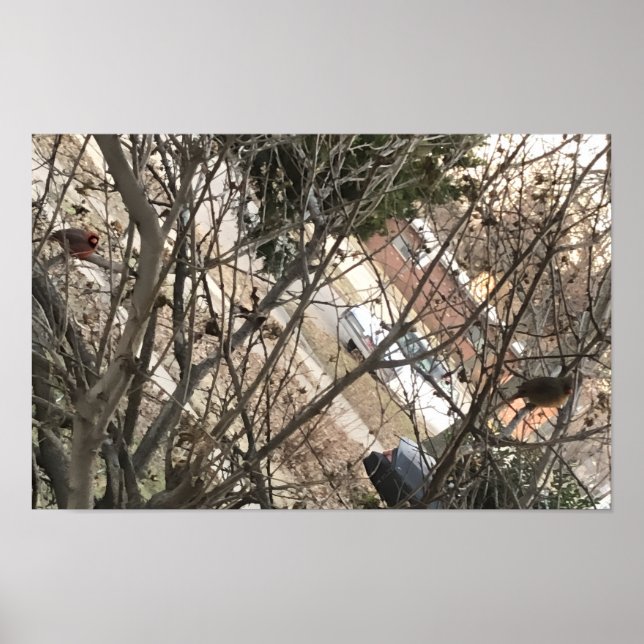 Cardinals Poster (Front)