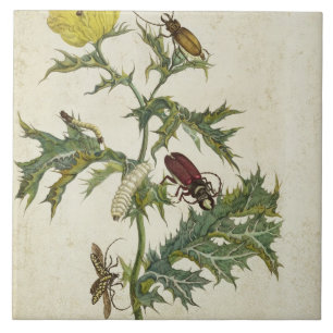 Cardos Spinosus: Beetles and Caterpillars, plate 6 Ceramic Tile