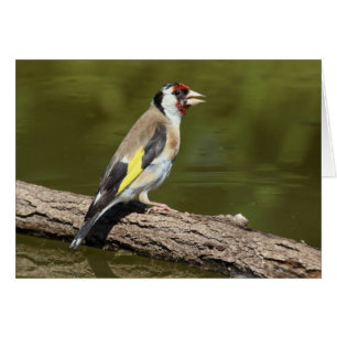Carduelis carduelis