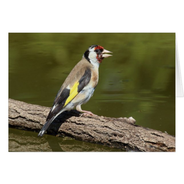 Carduelis carduelis (Front Horizontal)