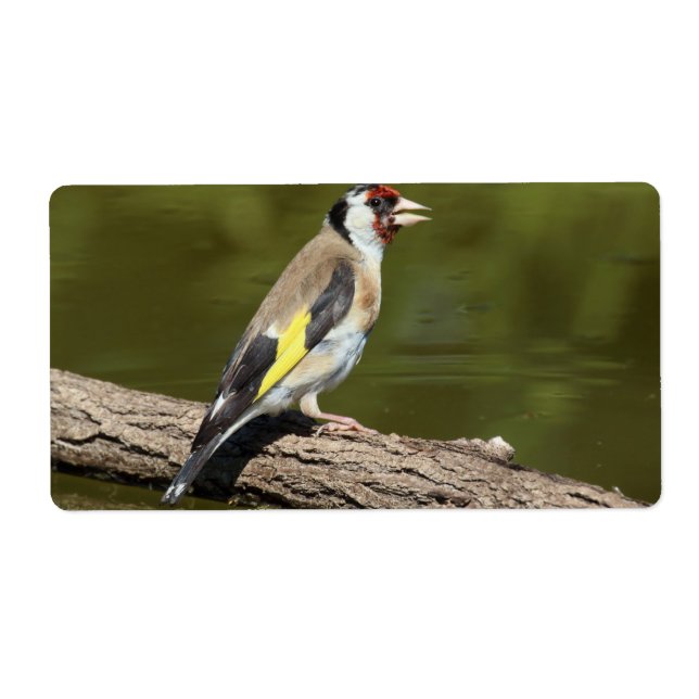 Carduelis carduelis (Front)