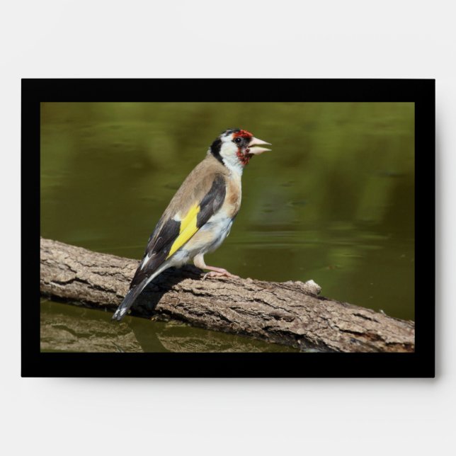 Carduelis carduelis envelope (Front)